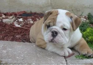 Beautiful AKC Certified English Bulldogs
