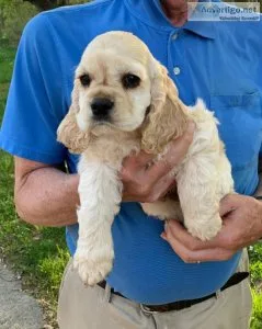 playful and lovable.Cocker Spaniel Puppies