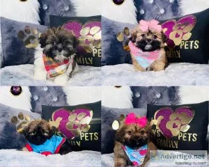 Teddypoo Puppies