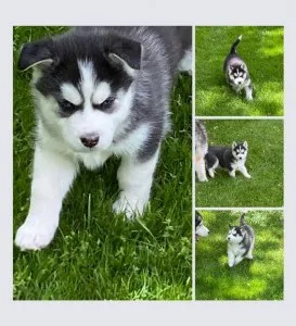 Beautiful Siberian Huskies