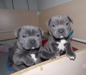RESPONSIBLE HOMES ONLYStaffordshire Blue Terrier Puppies For Sal