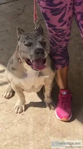 Merle American Bully