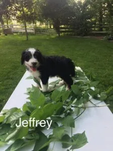 Jeffrey Mini Bernedoodle