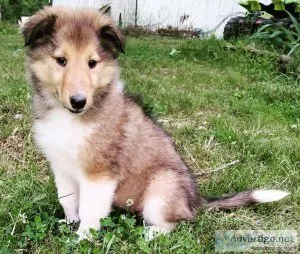 AKC Collie puppies