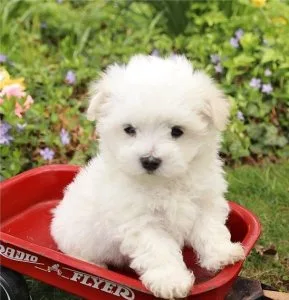 Maltese Puppies For Sale.