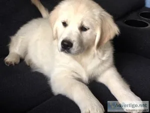 ONLY 1 Boy and 1 Girl LEFTGolden Retriever Puppies For Sale.