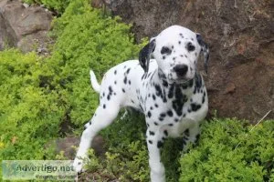 Sadie Dalmatian