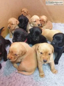 KC registered Labrador puppies