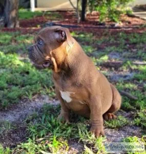 BULLYZZZ PUPPIES PUPPIES &quotGOING FAST&quot