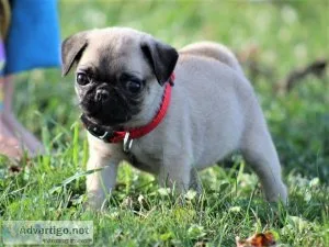 AKC Registered Black and Fawn Pug Puppies For Sale.