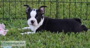 Healthy Energetic Tiny Boston Terrier Pups