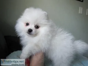 Gorgeous Pomeranian Pups Available