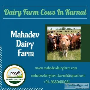 Dairy Farm Cows In Karnal  Mahadev Dairy Farm