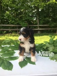 Millie mini Bernedoodle