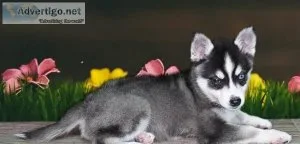 Alaskan Malamute Pups Now Ready