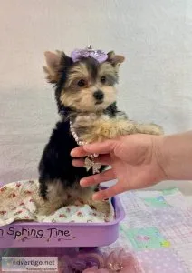 Yorkies ready for rehoming