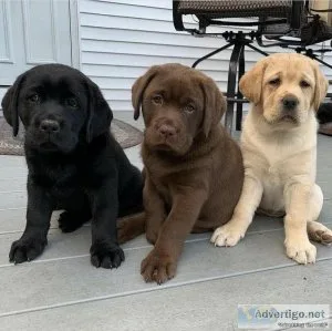 Sweet Labrador Puppies
