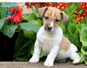Beautiful BlackWhite Jack Russel Male and Female For Sale