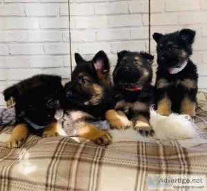 German shepherd puppies