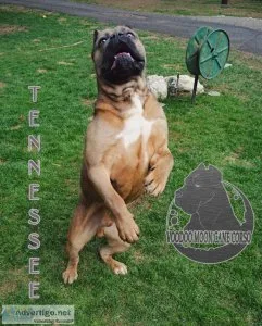 Cane Corso Powerhouse Male
