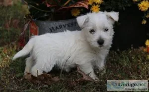 Stunning White West Highland Terrie Puppies For Sale.