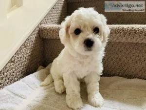 Purebred bichon frise bichon frise puppies