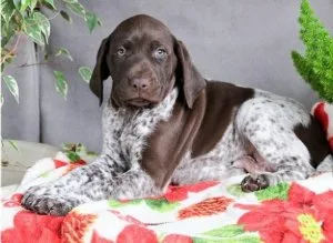 German Shorthaired Pointer Puppies For Sale