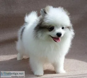Two Awesome T-Cup Pomeranian Puppies Ready Now