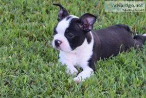 HIGH QUALITY KC REG PUPS READYBoston Terrier Puppies For Sale.