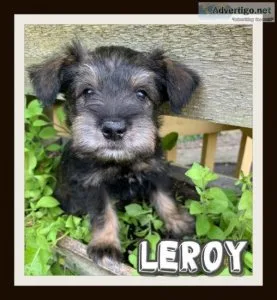 Purebred Miniature Schnauzer Puppies For Sale