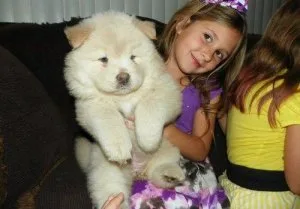 Brilliant Cream Cranky of Lovingly Essential Unique Color Chow C