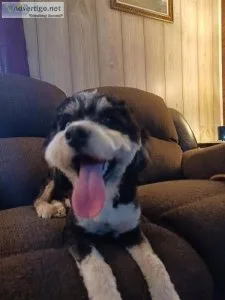 Aussie Doodle