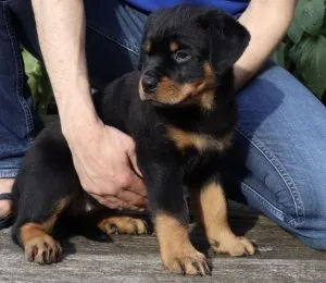 Beautiful Rottweiler Pups For Sale.
