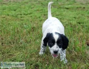 English Setter Pups Ready Now