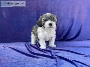 ShihPoo Puppies