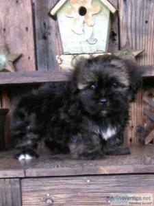 Shadow Shorkie