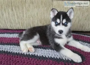 Male And Female Siberian Husky Puppies