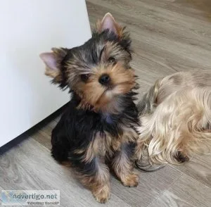 Teacup Yorkshire Terrier Puppies