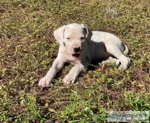 Argentine Dogo Puppies Ready Now