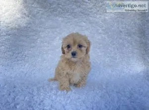 Toy Poodle Puppies