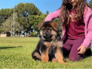 German Shepherd puppies for sale