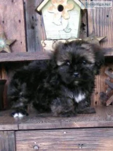 Tyler Shorkie