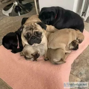 Pug Puppies Ready to go home..