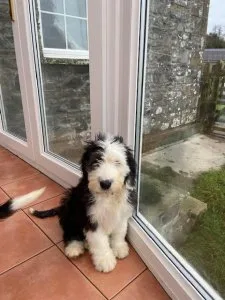 Quality Homes OnlyOld English Sheepdog Pups For Sale.