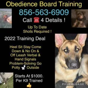 Uncontrollable k9 training go pro