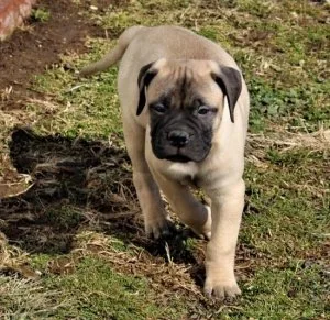 Two AKC Reg Bullmastiff Puppies Ready Now For Sale.