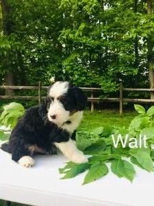 Walt mini Bernedoodle