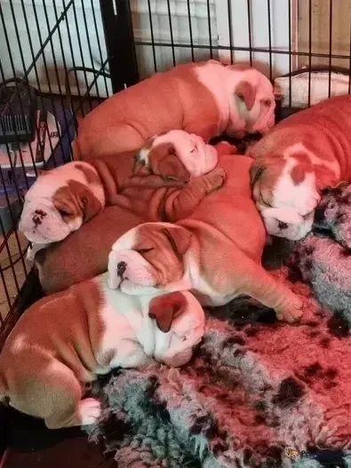 Bulldog Puppies for Adoption