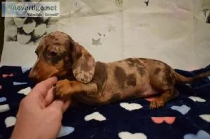 Quality litter of KC Reg Dachshund