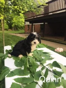 Quinn Mini Bernedoodle